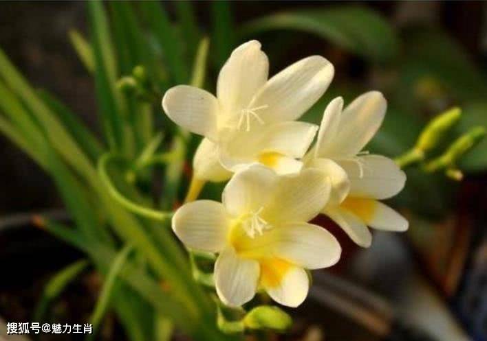 8月开始财运强势入驻,大运难挡,前途光明,福多运旺的四大生肖