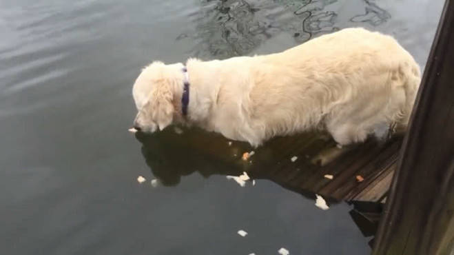 狗狗紧盯着水面不动,片刻后猛的窜入水中,上来后有了额外收获