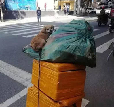 大爷捡漏不忘流浪狗,每天都放车上一起行动,场面温馨惹人泪目