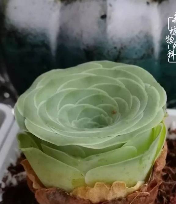 多肉与诗词:看到美好的诗句,总能联想到多肉!