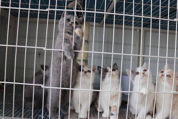「绊运猫舍」被家猫咬不打针是常事 家猫咬伤不要怕