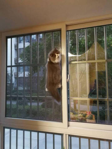 猫咪惹毛哈士奇,躲避的时候却翻车了,主人回家看见后笑到流泪!