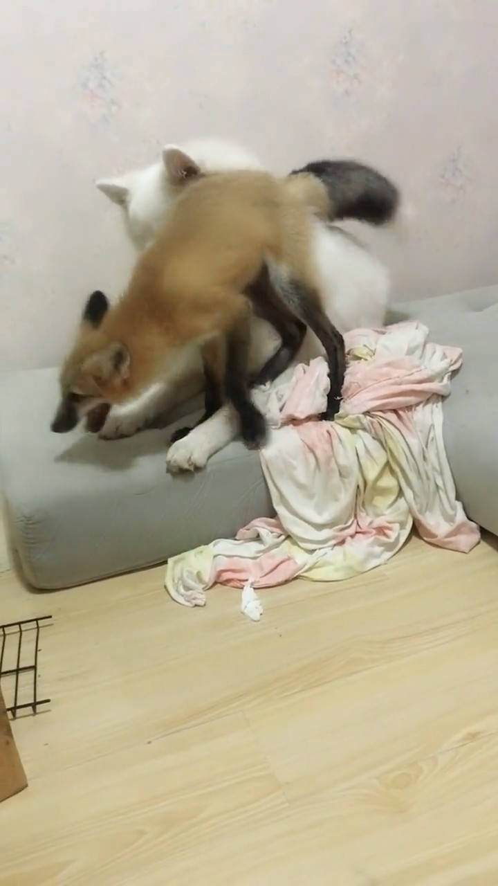 赤狐热情的讨好萨摩耶,当主人拿出这物后,它翻脸比书还快