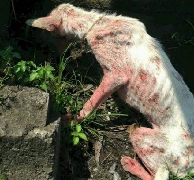 被抛弃后狗狗苦苦寻找主人,上错了车却找到一个爱自己的新家