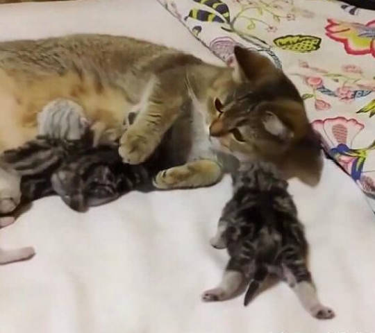 猫妈生下了几只猫崽,主人很嫌弃准备扔掉,猫妈的反应却令人感动