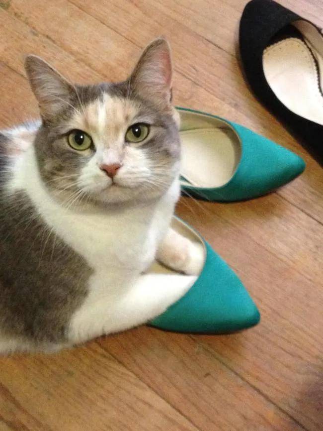 猫咪:“主人的臭鞋,真让本喵爱不释手”
