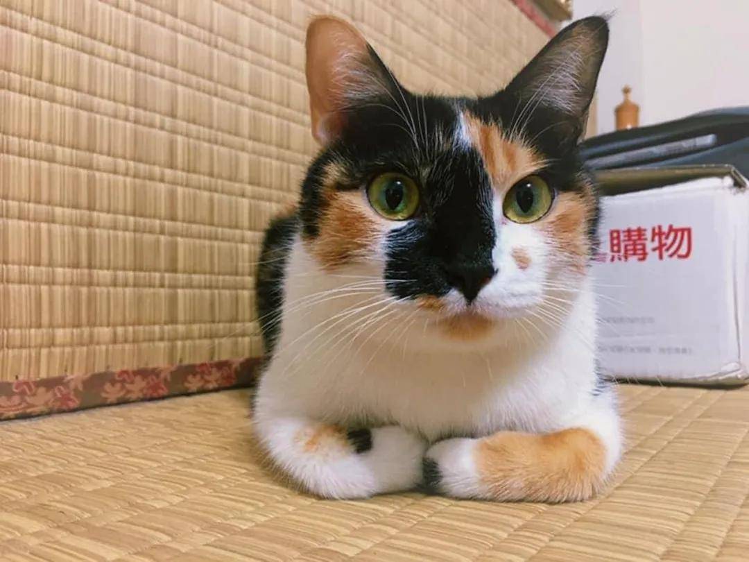 婆婆称敢带猫回来就把猫丢掉,养猫后却给猫买了两千块的罐头