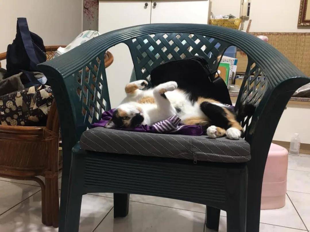 婆婆称敢带猫回来就把猫丢掉,养猫后却给猫买了两千块的罐头
