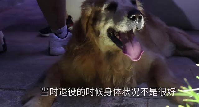 搜救犬图图的退休生活:成小区明星,遇见其它狗会走正步,还拆家