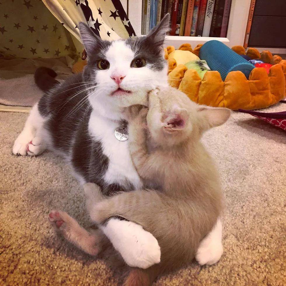 新来的小橘猫不受家里大猫的欢迎,它只用了一招成功把大猫征服