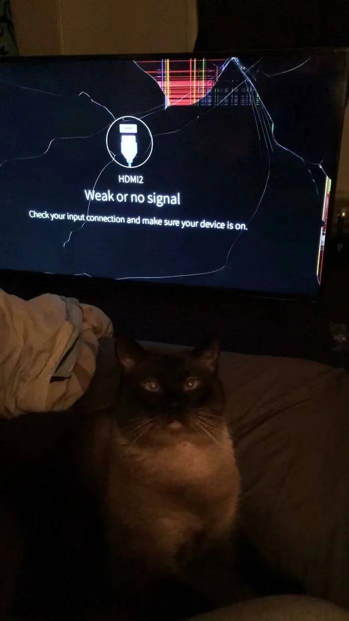 “自从养了猫,我的脾气越来越好了”