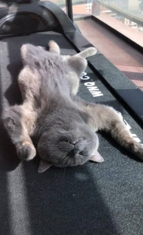 蓝猫四脚朝天躺家里,主人以为死了瞬间崩溃,下一幕却哭笑不得