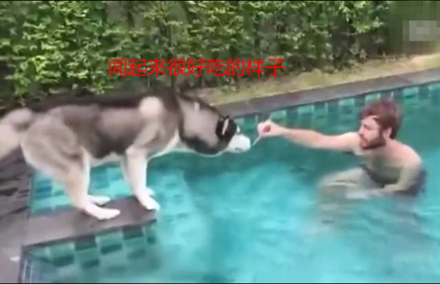 美食当前二哈失足落水,以为狗命不保,却在水里掌握了新技能