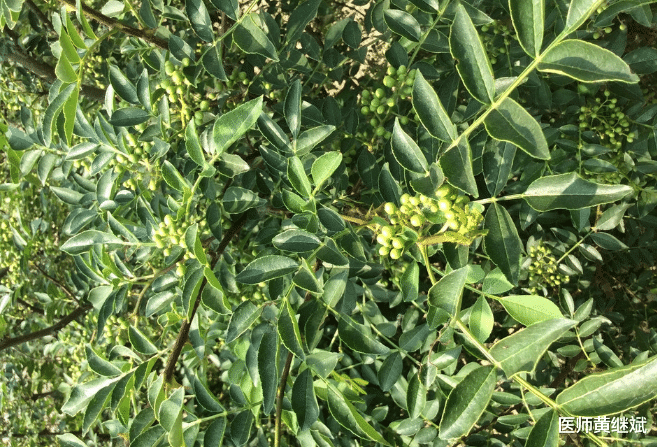 花椒加一物,大肚腩悄悄变蛮腰