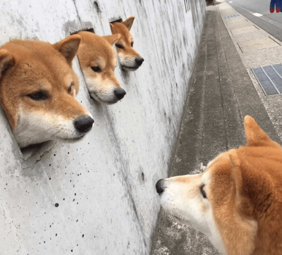 墙上的三只柴犬,走红后成了“景点”,院内生活很有情调