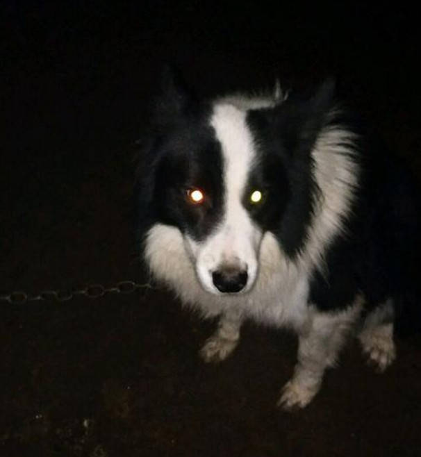 边牧犬半夜流浪到农村 身上还缠着大铁链 知道原因后村民都愤怒了