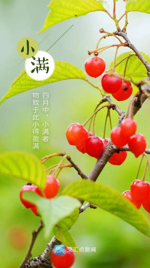 今日小满:最爱垄头麦,迎风笑落红