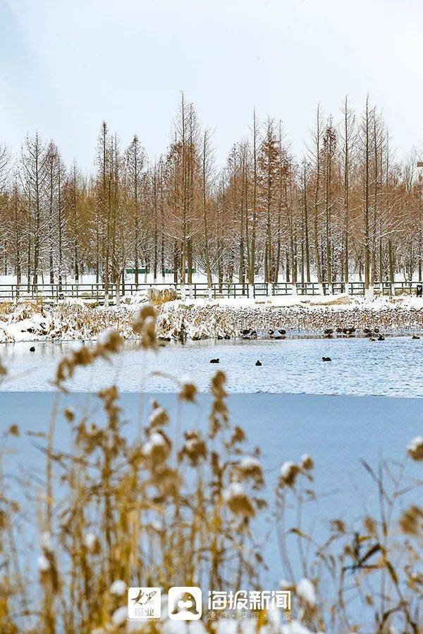 一场大雪,让烟台美翻全国