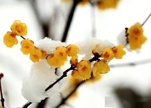 陆游 | 向来冰雪凝严地,力斡春回竟是谁?