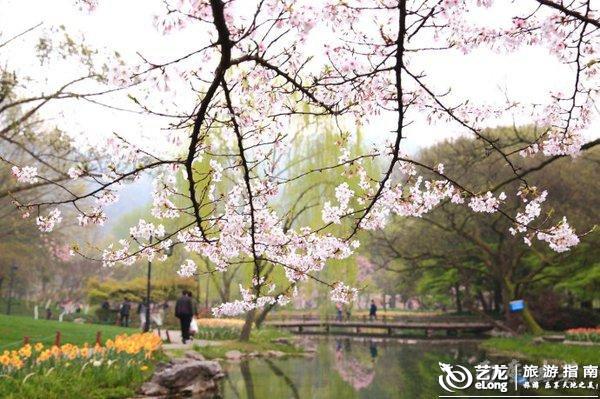 【转】邂逅春色 江浙沪八个赏樱胜地推荐