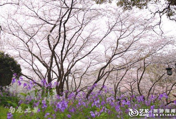 【转】邂逅春色 江浙沪八个赏樱胜地推荐
