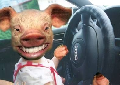 这么一来,猪都想买车了