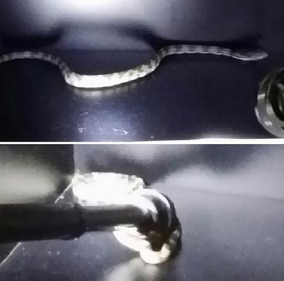 马刺客场作战波帅开玩笑:以为更衣室里会有海狸