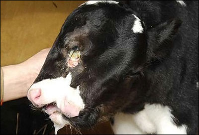 让人瞠目结舌的动物畸形儿(太不可思议了)