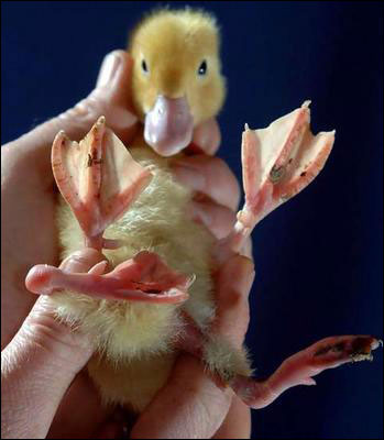 让人瞠目结舌的动物畸形儿(太不可思议了)