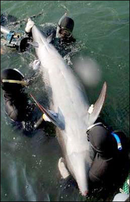 让人瞠目结舌的动物畸形儿(太不可思议了)