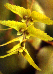 中国仅存10株以下的珍稀植物!(申请加精!)