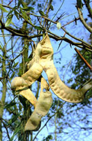 中国仅存10株以下的珍稀植物!(申请加精!)