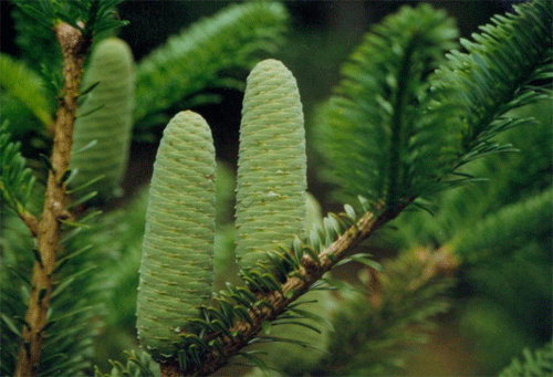 中国仅存10株以下的珍稀植物!(申请加精!)