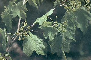 中国仅存10株以下的珍稀植物!(申请加精!)