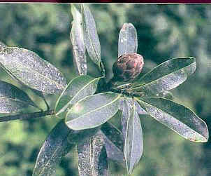 中国仅存10株以下的珍稀植物!(申请加精!)