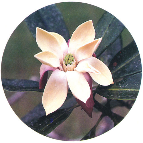 中国仅存10株以下的珍稀植物!(申请加精!)