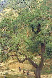 中国仅存10株以下的珍稀植物!(申请加精!)