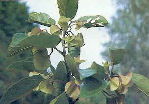 中国仅存10株以下的珍稀植物!(申请加精!)