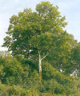 中国仅存10株以下的珍稀植物!(申请加精!)