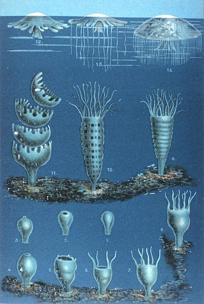 美丽却又危险的生物----水母
