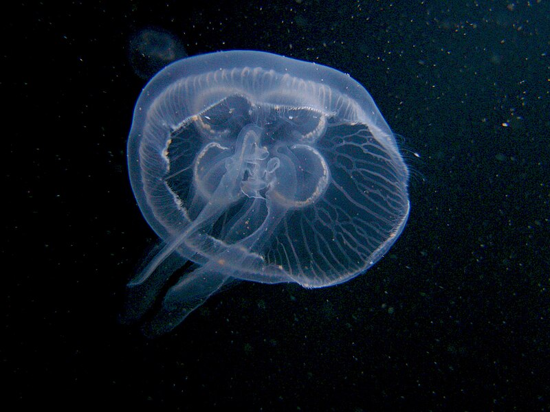 美丽却又危险的生物----水母