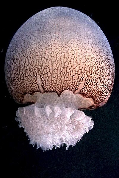 美丽却又危险的生物----水母