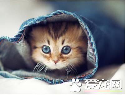 小猫咪怎么养 保证奶猫食具用具的清洁卫生