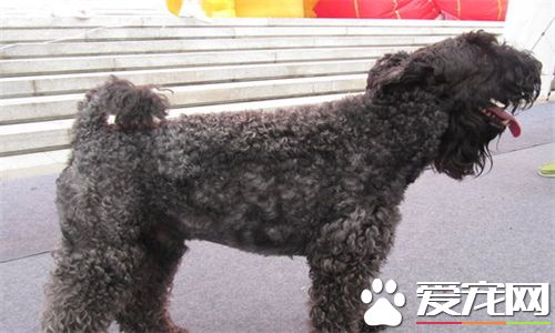 凯利蓝梗适合家养吗 一种十分爱运动的家养犬