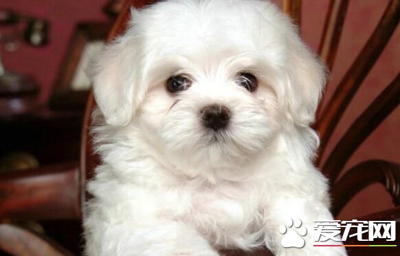 卷毛比熊犬饲养方法 比熊宝宝与小孩应保持一定距离
