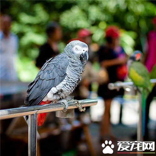 非洲灰鹦鹉怎么养 成长过程必须补充维生素