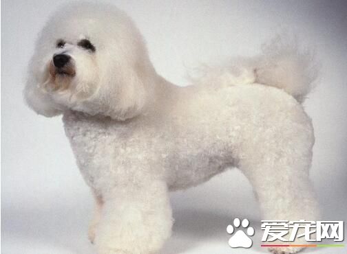 卷毛比熊犬饲养方法 比熊宝宝与小孩应保持一定距离