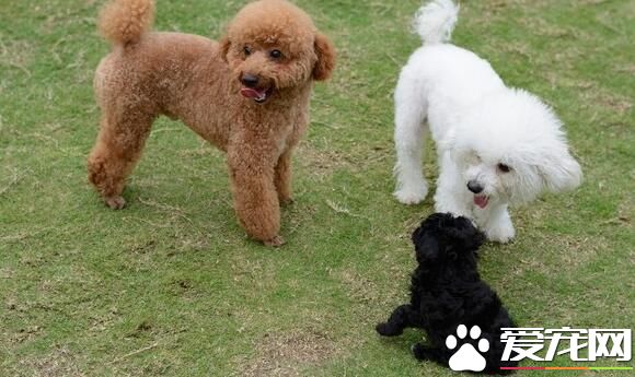 卷毛比熊犬喂养 每天的饲料应配肉类150到180克