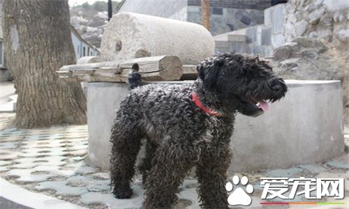 凯利蓝梗饲养要点 每天只需喂一回散步后吃个八分饱
