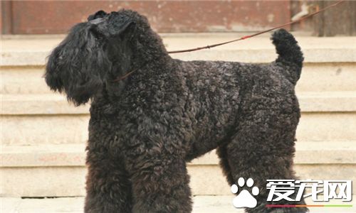凯利蓝梗饲养要点 每天只需喂一回散步后吃个八分饱